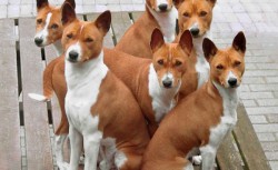 Smečka Basenji