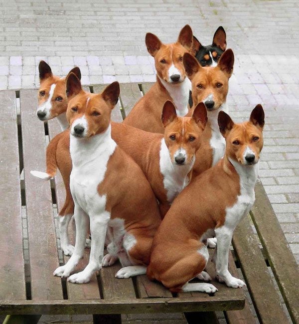 всё про собак Basenji-Congo-Dog-4