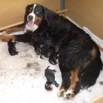 Bernský salašnický pes (Berner Sennenhund)-5 Bernský salašnický pes (Berner Sennenhund)-5