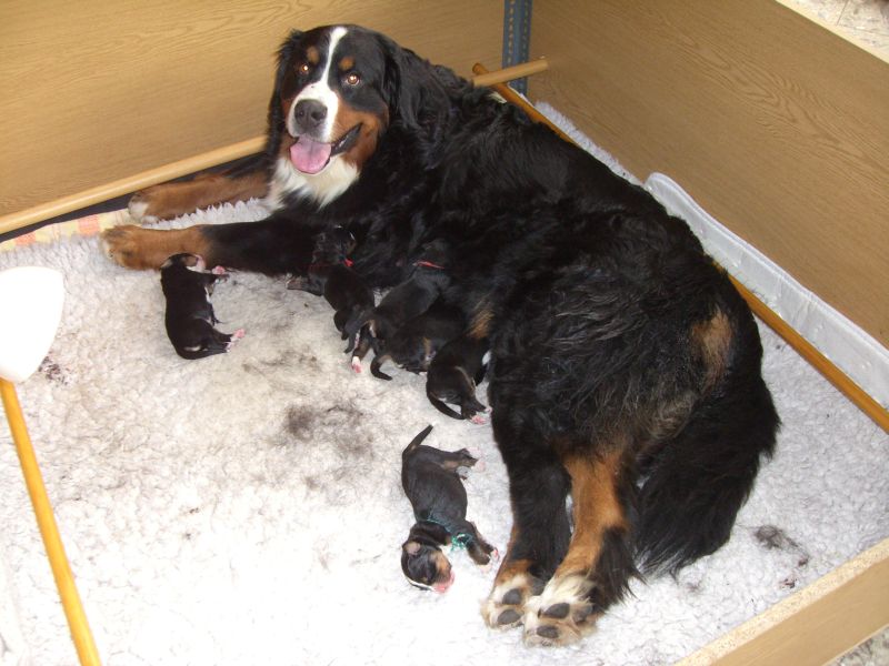 Bernský salašnický pes (Berner Sennenhund)-5 Bernský salašnický pes (Berner Sennenhund)-5