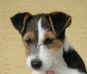 Jack Russelův teriér (Jack Russell Terrier)