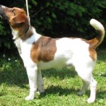 Jack Russelův teriér (Jack Russell Terrier)