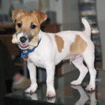 Jack Russelův Teriér (Jack Russell Terrier)