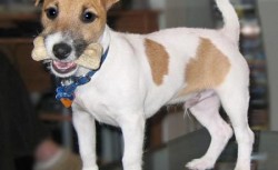 Jack Russelův Teriér (Jack Russell Terrier)2