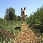 Jack Russelův teriér (Jack Russell Terrier)