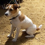 Jack Russelův teriér (Jack Russell Terrier)