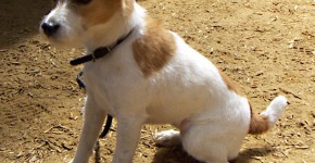 Jack Russelův teriér (Jack Russell Terrier)