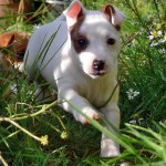 Jack Russelův teriér (Jack Russell Terrier)