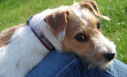 Jack Russelův teriér (Jack Russell Terrier)