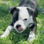 Americký stafordšírský teriér (American Staffordshire Terrier)