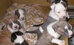 american_staffy_03a